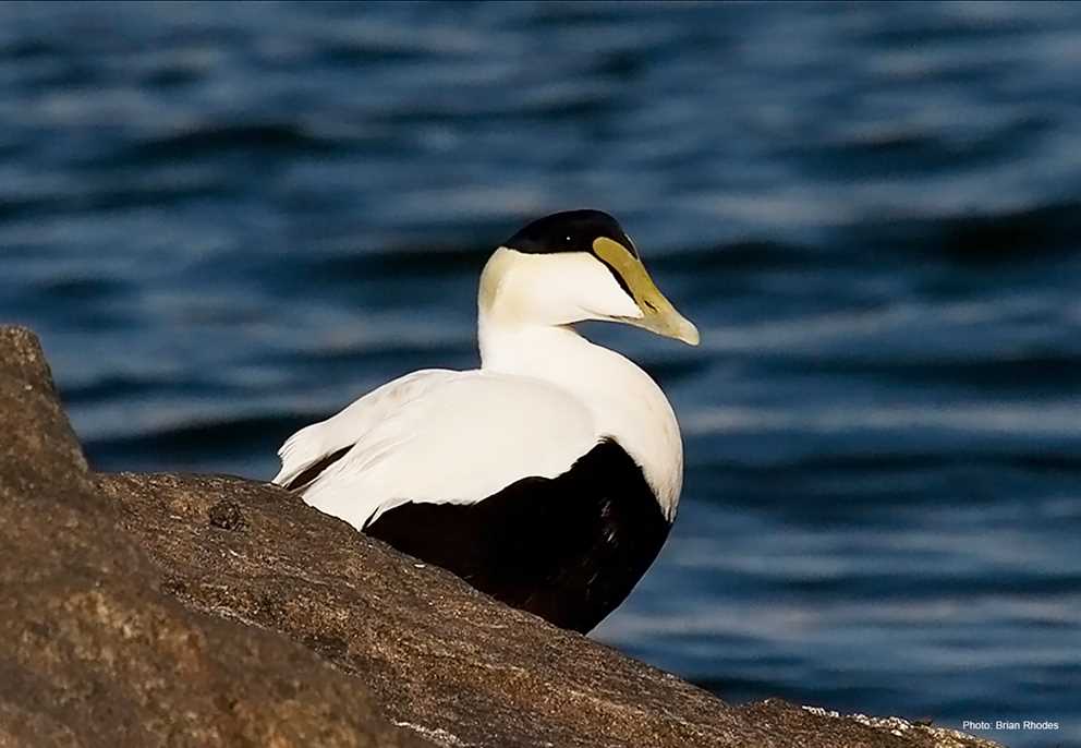 Common Eider Image
